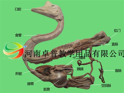 鵝 生殖器